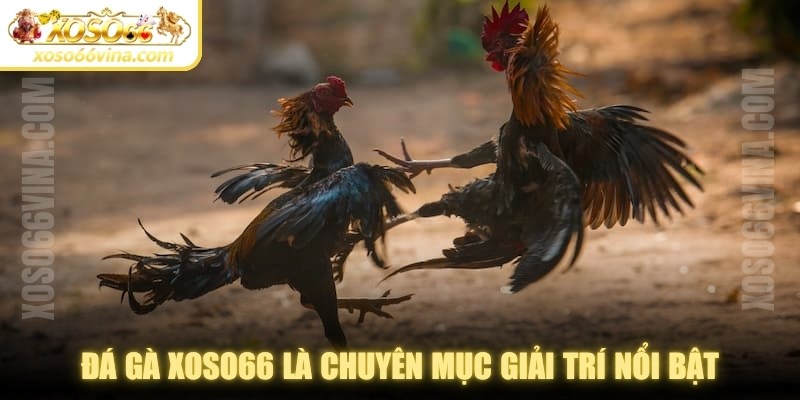 Đá gà XOSO66 là chuyên mục giải trí nổi bật, thu hút nhiều người chơi