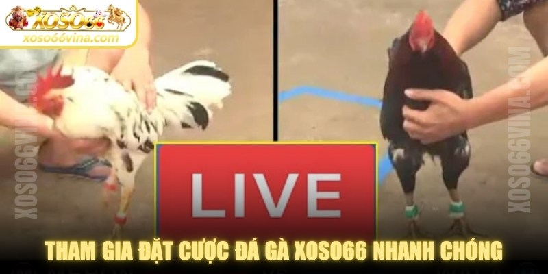 Tham gia đặt cược đá gà XOSO66 nhanh chóng, dễ dàng với 4 bước